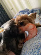 Hueso de carne forma de perro de mascota Squeaker Juguetes Para masticable para perros cachorro gato juguete accesorios de mascotas interesante Zabawki Dla Psa Kedi Malzemeleri