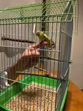 Toys Birdcage-Accessories Bird-Stand Wooden Parrots Perches-Supplies Swing Bar Pet-Bracket