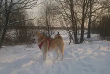 Adjustable Harness Dog-Accessories No-Pull-Vest Truelove Large Padded Pet-Dog Outdoor-Sport