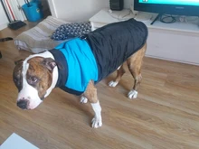 Jacket Yorkshire Terrier Padded-Coat Pet-Dog-Clothes Winter for Pitbull Chihuahua Warm