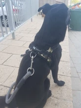 Adjustable Harness Pets-Accessories Dog-Vest Reflective-Dog Walk-Out Soft 