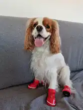 Shoes Dog-Snow-Boots Puppy Small-Dogs Chihuahua Waterproof Pet-Dog Winter for Warm Fleece