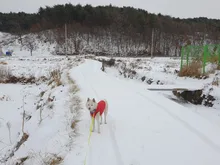 Vest Dog Jacket French Bulldog Waterproof Coat Pet-Outfit Dogs-Pet Winter Large Medium