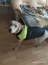 Coat Jacket Puppy-Vest Dogs Waterproof Winter Medium Pet-Dog Zipper Small Large Warm