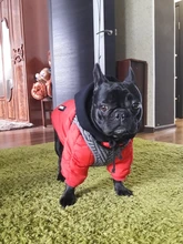 Jacket French Bulldog Dog Winter SUPREPET Coat Pet-Dog Dogs Large Cotton for Warm Perro