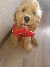 Raincoat Chihuahua Waterproof Summer Puppy Dogs Reflective for Small Nylon Ropa Perro