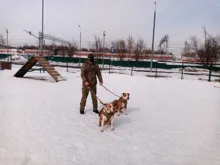 Vest Pouches Pet-Harness Dogs No-Pull Training Molle Military Hiking Tactical Large Medium