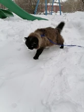 Arnés y correa para cachorros y gatitos, cinturón de tracción ajustable para animales, cuello Halter para gatos y gatitos, sin cartón