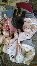 Dog-Dress Dogs-Skirt Yorkshires Chihuahau Winter Dot for Autumn
