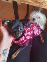 Coat Jacket Vest Bulldog-Clothing Puppy Dogs-Chihuahua French Waterproof Large Winter