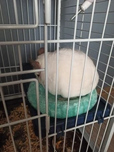 Nido de hamsters de terciopelo cálido para mascotas, protección de algodón ártico, hámster, erizo, Chinchilla, conejo, cama para mascotas, 5 colores S/L, suministros para mascotas