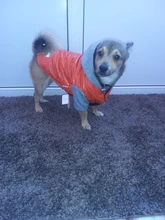 Coat Pet-Dog-Jacket Winter Puppy Hood-Size Warm with 8-18 5-Colors Thickening