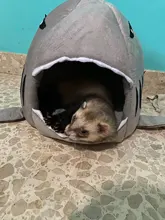 Bed Cage-House Hamster Hedgehog Rodents-Supply-Accessory Ferret Guinea-Pig Small Pet