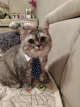 [MPK Store] Cat Toy Cat Costume Clip Tie for Cats and Dogs, Cat Collar