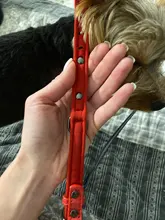 Collar Pet-Products Puppy Engraved French Bulldog Small Dogs Custom Personalized Pug