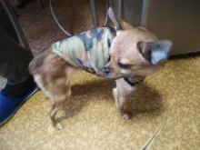 Pet-Clothing Jacket Apparel Costume Coat Puppy Dogs Chihuahua Winter 