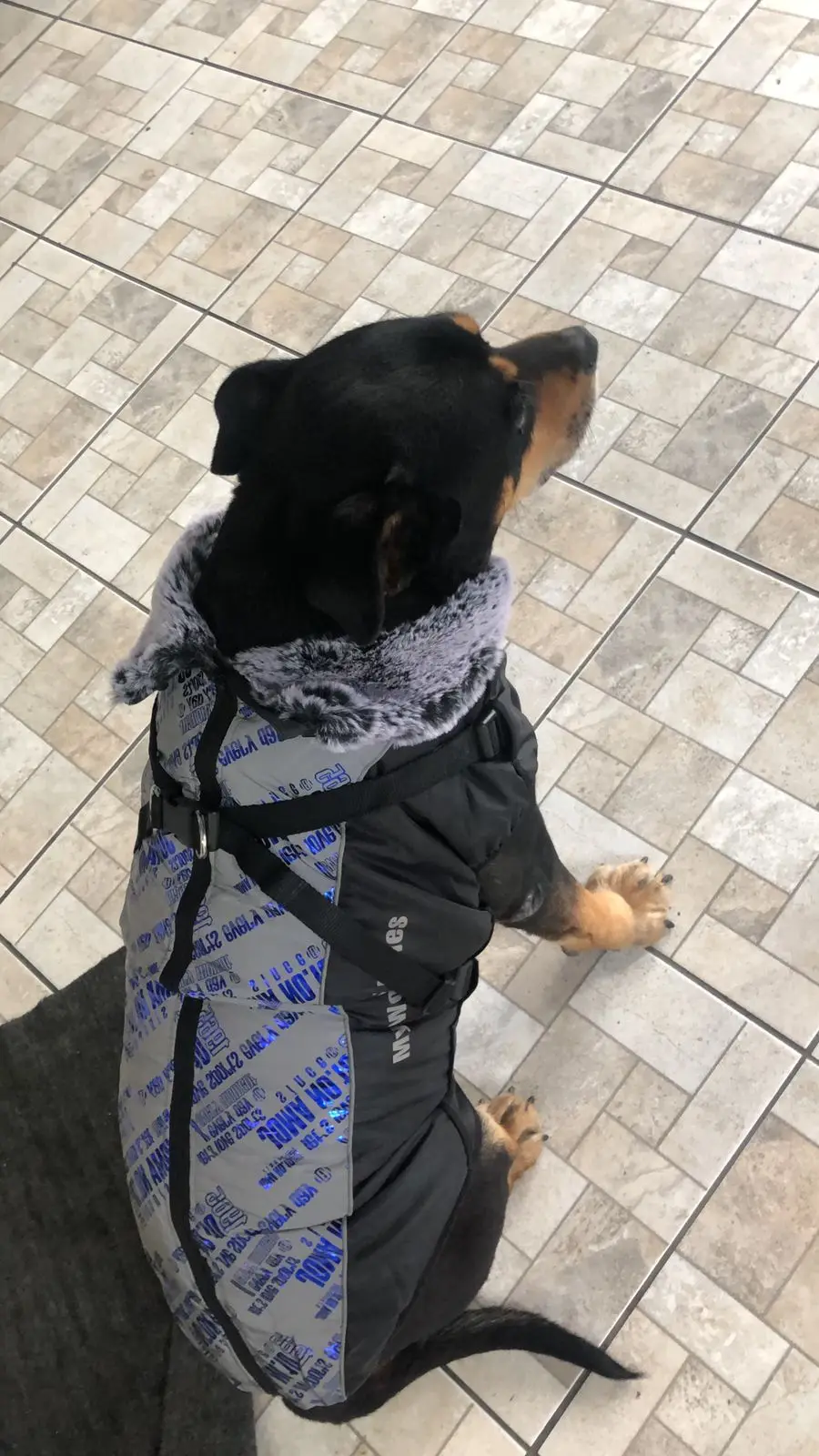 Dog Jacket with Harness | Waterproof Jacket for Large Dog | Big Windproof Coats photo review