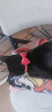 Collar de gato de terciopelo con lazo liso para cachorro, Chihuahua, con campana, hebilla de seguridad ajustable, pajarita para gatos, accesorios para mascotas
