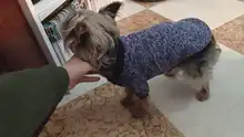 Ropa de Perro para perros pequeños de Jersey para Perro Ropa para perros de invierno Ropa de Chihuahua clásico mascota traje de Ropa Perro 20-22S1