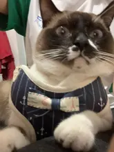 Conjunto de arnés y correa de nailon para perros y gatos, arnés de perrito, Collar de gato de plomo, chaleco para gatos pequeños, suministros para gatos y mascotas