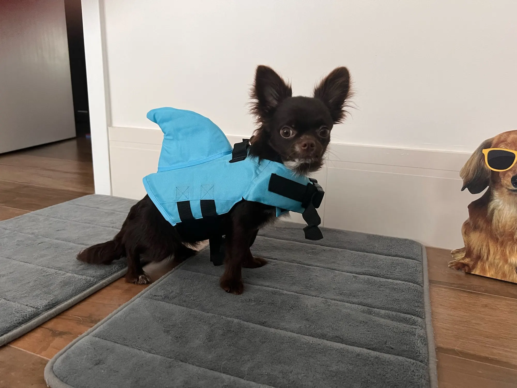 Kapok dla psa z płetwą rekina BABY SHARK photo review