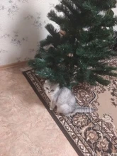 Necklace-Accessories Products Puppy Dogs-Collar Pet Chat Kitten Small for Pour Animaux