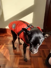 De invierno para mascotas ropa de perro francés mascota Bulldog cálido Chaleco con arnés abrigo perro ropa chaleco pequeño mediano para perros