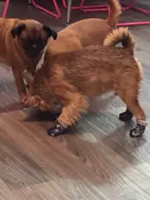 Puppy-Boots Pet-Shoes Lovely Dogs Snow Anti-Slip Zipper Winter Warm Denim Lets Casual