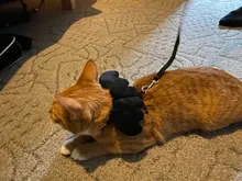 Arnés de nailon pequeño para perros, 10 colores, bonito arnés a prueba de Escape para gatos, conejos, Chihuahua y cachorros