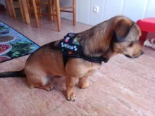 K9 Harnesses For Dogs Customizable Dog Name label Reflective Adjustable Dog Harness Vest