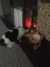 Cuenco de cerámica individual y doble para comida de cachorros, gatos y perros, con marco de madera, suministros para mascotas, plato de alimentación