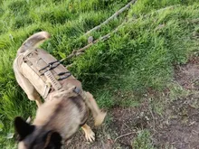 Vest Harnesses Pet-Training Dogs Military-Working Tactical Medium Nylon Durable for Large