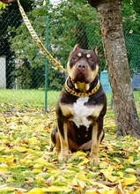 Dog-Chain-Collars Bulldog Pet-Training Stainless-Steel Metal Silver Strong for Large