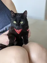 Collar ajustable para perro pequeño, toalla para mascotas, para exteriores, estampado de gato, bufanda, diseño de Collar para perro