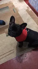 Vest Jacket Pets-Clothing Pug-Coat Puppy Dogs French Bulldog Waterproof Small Winter