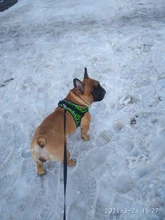 Arnés de perrito arneses de perro mascota reflectante para perros Bulldog francés Chihuahua ajustable perro de Seguridad entrenamiento chaleco para andar sin tirones