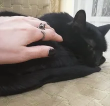 Anillos de gato Kinitial Vintage para mujer y hombre, Anillos de animales Punk, Anillos de gato, bisutería, 1 ud.