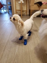 4pcs Pet Dog Shoes Waterproof Rain Pet Shoes for Dog Puppy Rubber Boots Candy Color Puppy