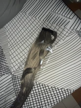 Coleta larga y recta para envolver alrededor de coleta, extensiones de cabello, peluca Natural, sombreros, cabello sintético, marrón, gris, 613