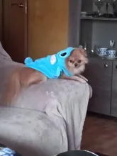 Jacket Hoodie Outfit Coat Animal-Costumes Pet Golden-Retriever Small Winter Large Medium