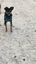 Arnés reflectante para perros pequeños y medianos, chaleco transpirable sin tirones para cachorros, entrenamiento para caminar, Bulldog francés