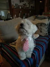 Pajarita a rayas para perro y gato, Collar ajustable para mascotas, corbata blanca para perro, y boda para fiesta, 2020