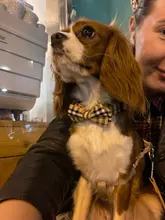 Dog Collar & Leash Set for Pet Dogs Cats Puppies Cute Bowtie Buckle Collar Adjustable