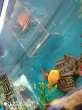 Production-Box Aquarium-Box Isolation-Net Tropical-Fish-Breeding-Box Fish-Tank Acrylic