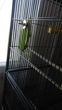 Vegetable-Holder Bird-Supply Parrot-Feeder Hanging Food-Container Plastic Fruit