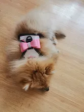 Pet-Supplies Harnesses-Vest Dog-Accessories Pitbull Dogs Reflective Pug Bling Medium