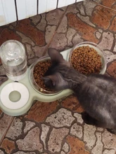 Container-Dispenser Cats-Bowl Automatic-Feeder Double-Bowls HOOPET Dogs New for Pet-Supplies