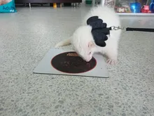 Arnés de nailon pequeño para perros, 10 colores, bonito arnés a prueba de Escape para gatos, conejos, Chihuahua y cachorros