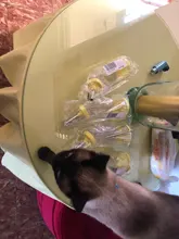 Bebedero agua de plástico para hámster, 500ml, dispensador de botellas, comedero colgante para mascotas, perro, cobaya, ardilla, conejo durmiendo, tubo para la cabeza