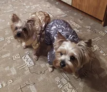 Ropa de abrigo para Perros Bulldog Francés, Ropa de cachorro, Chihuahua, yorkie, abrigo de perrito mascota, chaqueta, perros, mascotas